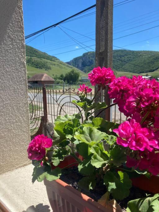 Casa Cheilor Villa Petreştii de Jos Buitenkant foto